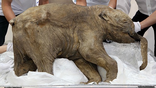 42,000-year-old's elephant  body was found